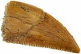 Serrated, Raptor Tooth - Real Dinosaur Tooth #233006-1